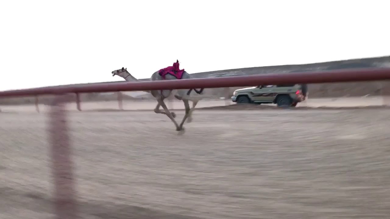 النايف / للسيد ابراهيم بن نايف الحويطي