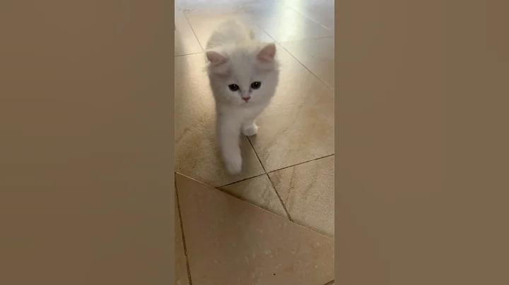 Video 11548251: pets cutecat persian, persian cat pet love, persian kitty cute cat