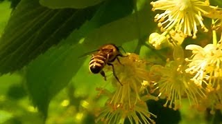 Футаж Пчелы. Видеофутажи. Пчелы Собирают Нектар Видео. Футаж Лето. Футажи для видеомонтажа