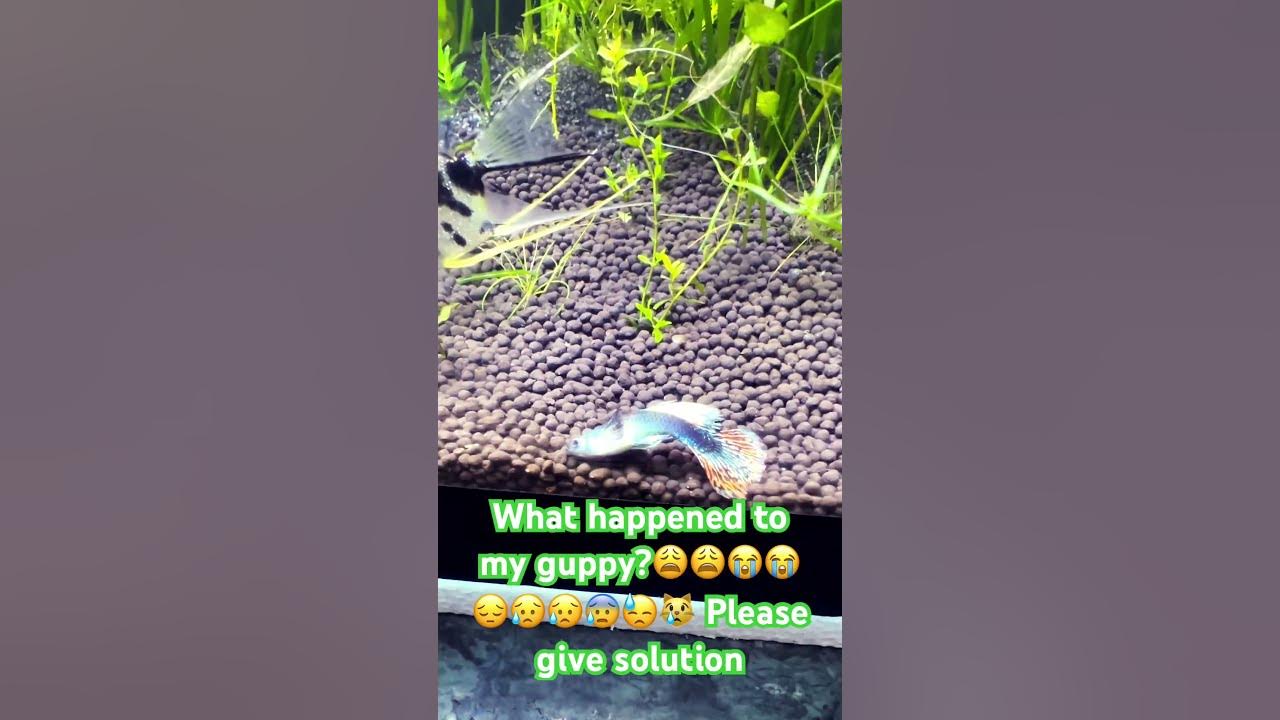 how-to-tell-when-a-guppy-will-give-birth-youtube