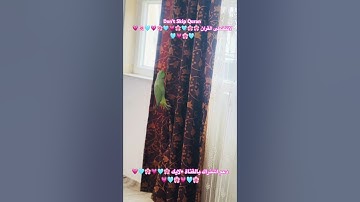 تلاوه خاشعه من الذكر الحكيم #اكسبلور #cutebird #birds #foryou #parrot #ترند cutebird