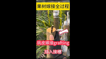 果樹嫁接技巧，教你學會果樹嫁接技術，此操作過程簡單易學Fruit tree grafting techniques, teach you how to graft fruit trees.