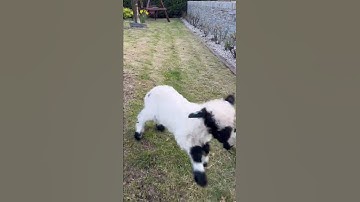 Baby Valais Blacknose Sheep Bouncing into Springtime || ViralHog