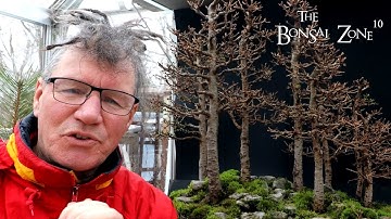 Pruning My Larch Forest, Part 1, The Bonsai Zone, Feb 2023