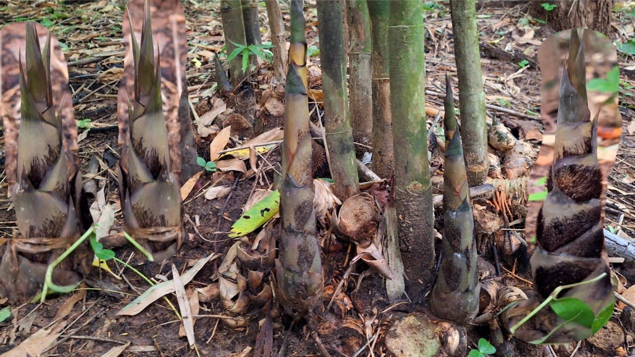 หน่อไม้ไหล่ หน่องามคักพี่น้องมื้อนี้ 11ส.ค.68