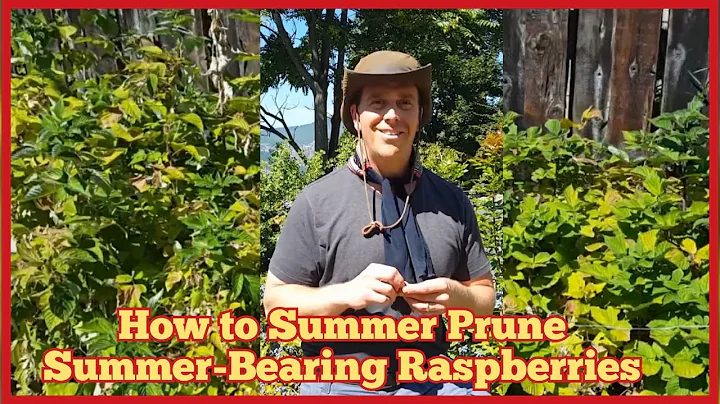 How to Summer Prune Summer Bearing Raspberries