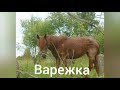 ВАРЕЖКА