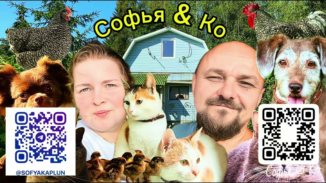 Серия 30. Китайский инкубатор на 70 яиц. Распаковка с ВБ. Вылуп перепелок. Жизнь в деонвне. Влог.