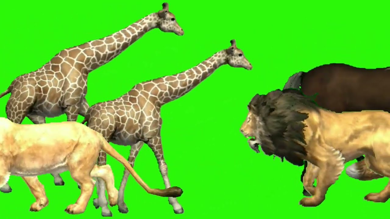 animals zoo stampede video // all animals running green screen video // animals viral video //