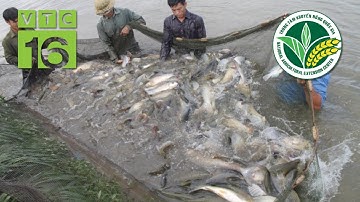 8 tháng thả nuôi cá thu được 26 tấn, lãi trên nửa tỷ đồng | VTC16