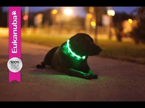 Video: Jak Používat Cestal Pro Psy