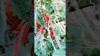 Hand pollination success!Aji chota kalara dekhi bahut khusi 💚#garden#terracegardenindia#agriculture