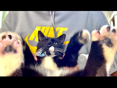 束縛が嫌いな猫をマッサージしてみたら