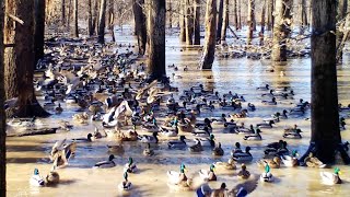 6000 MALLARDS IN FLOODED TIMBER, EAGLES AMBUSHING THOUSANDS OF MALLARDS IN DEEP TIMBER RIVER OXBOW