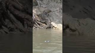 PENAMPAKAN BUAYA MAKAN BIAWAK‼️ #shorts
