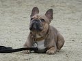 Blue - French Bulldog - 2 Weeks Residential Dog Training