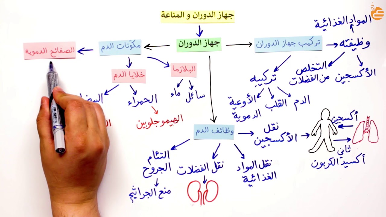 الجهاز الدوراني وظيفة اذكر اجزاء