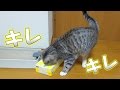 猫が普段の倍くらいのキレの動きを見せている　- the quick cat -