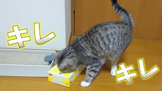 猫が普段の倍くらいのキレの動きを見せている　- the quick cat -