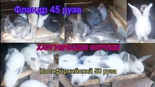 ФУРУШИ. Харгушчахои Фландр 45 руза. Калифорнийский 50 руза. Харгушпарвари дар Тоҷикистон