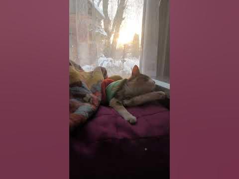 что за лев ?🦁- этот тигр🐅🐈 - YouTube