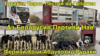 картинка: ДИНА БЕГАҲ АЗ БЕЛАРУС ПАРТИЯИ НАВ БУҚАҲОИ ЧЕРНО ПЁСТРИ ОМАД 29 октября 2025 г.