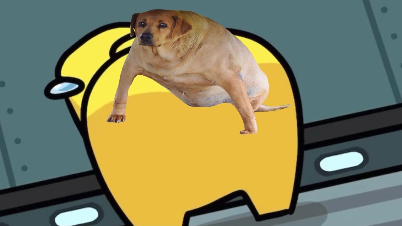 What The Dog Doin Know Your Meme What The Dog Doin Know Your Meme