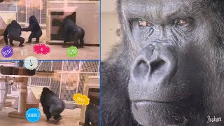 The Gorilla Family Fights! Shabani Got Upset. | Higashiyama Zoo