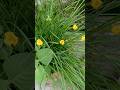 Nature beauty greenery 😌 lovers yellow 💛🌫️ flowers and old song like peace love 💕😘 #music #song