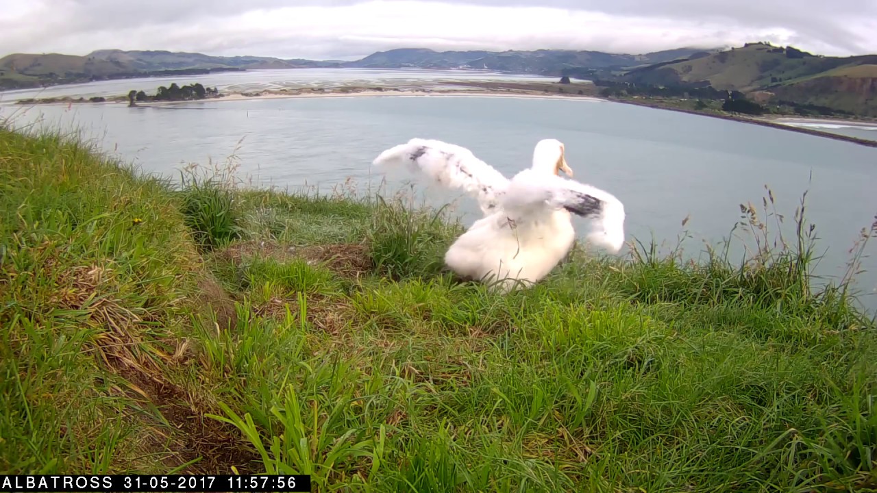 dunedin railway #RoyalCam 2017 highlights: Stretching the wings