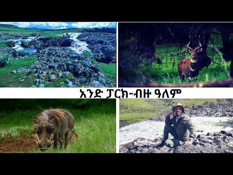 ቪዲዮ: አጋዘንን ለመከላከል የከርሰ ምድር ሽፋንን በመጠቀም፡ አጋዘን መትከል