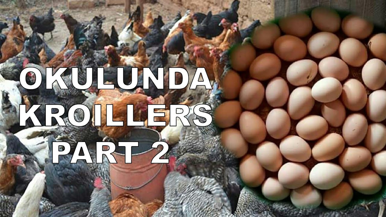 OKULUNDA ENKOKO KROILLERS (PART 2)