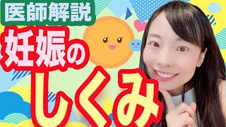 【基本解説】妊娠ってどういう仕組みなの？？精子と卵子の出会い【産婦人科】