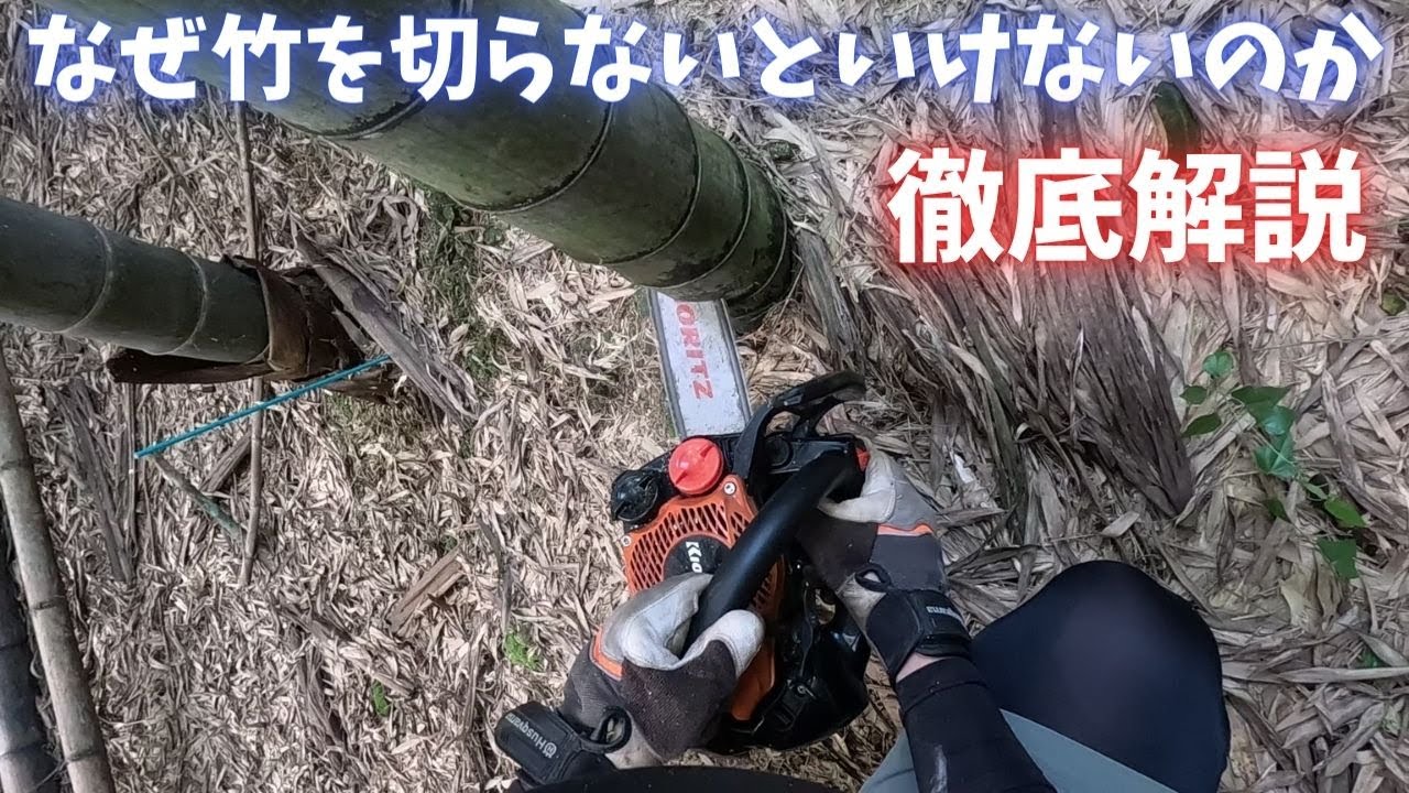 竹を間伐する理由を解説します