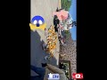UN camión DE GAS EL CUÁL ESTÁS ROTULADOS CÓMO ÁMBAR , DIGAME USTEDES
