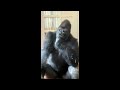gorilla fights mate, gets kicked out of the den.