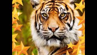 Sample chatter pix animal research gr 1