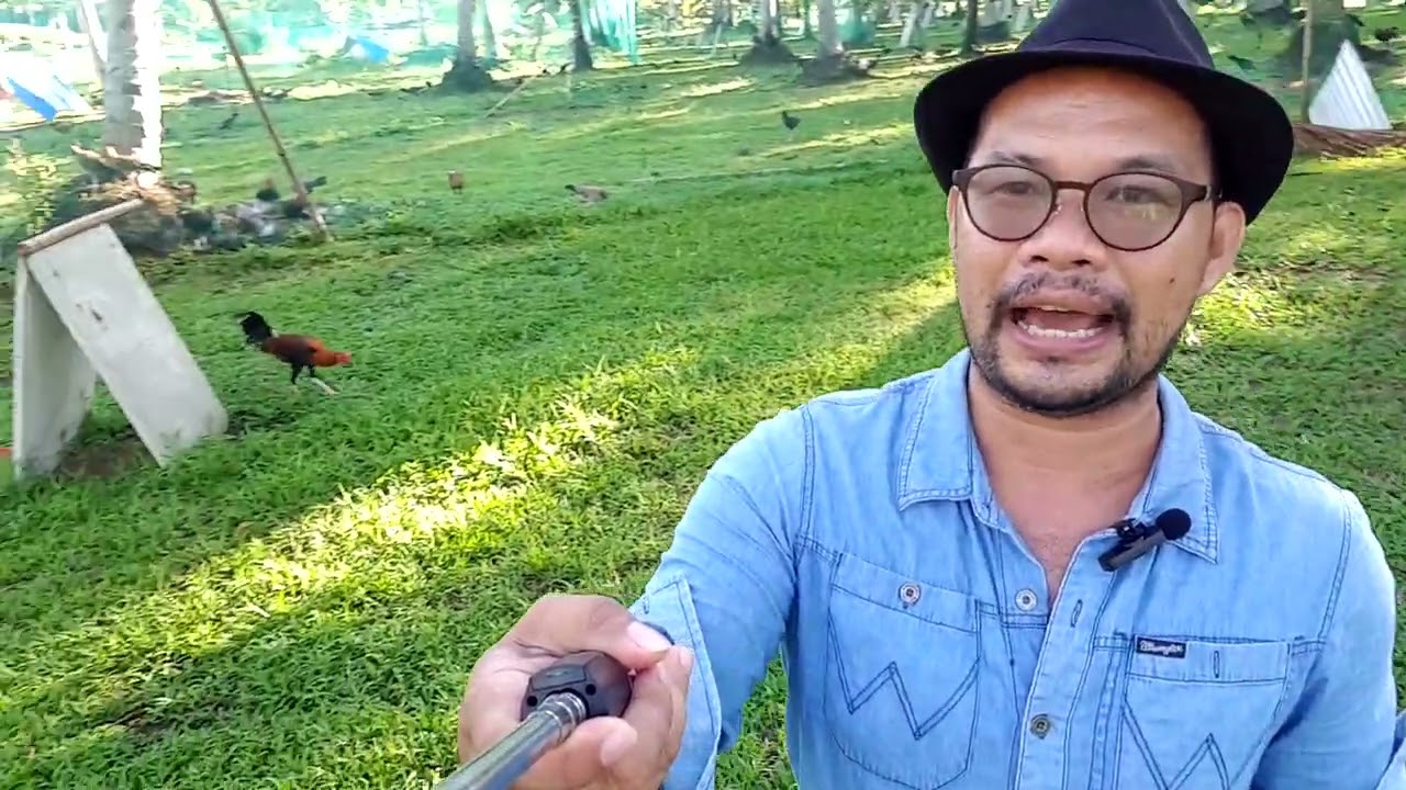 Ano ang 3 kailangan ng mga Stags mo para tumapang at maglaban