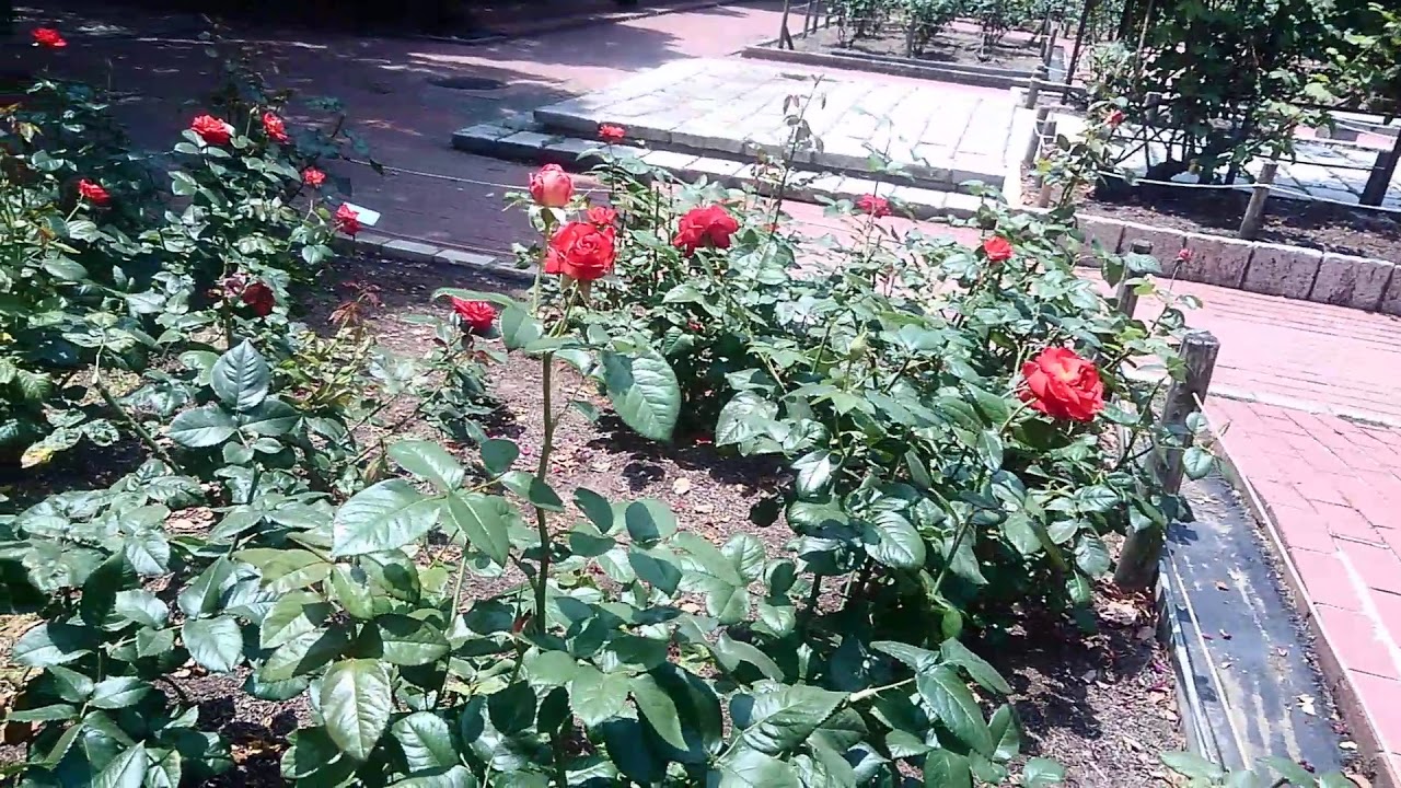 Why roses has thorns?embrace howbeautifuland colorful roses in the park