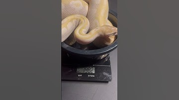 Crystal ball python 1982 grams #shortsvideo #ball #snake #shorts #ballpython