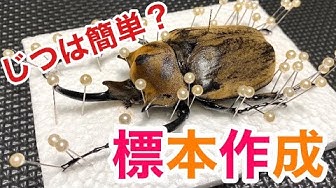 軟化 Youtube