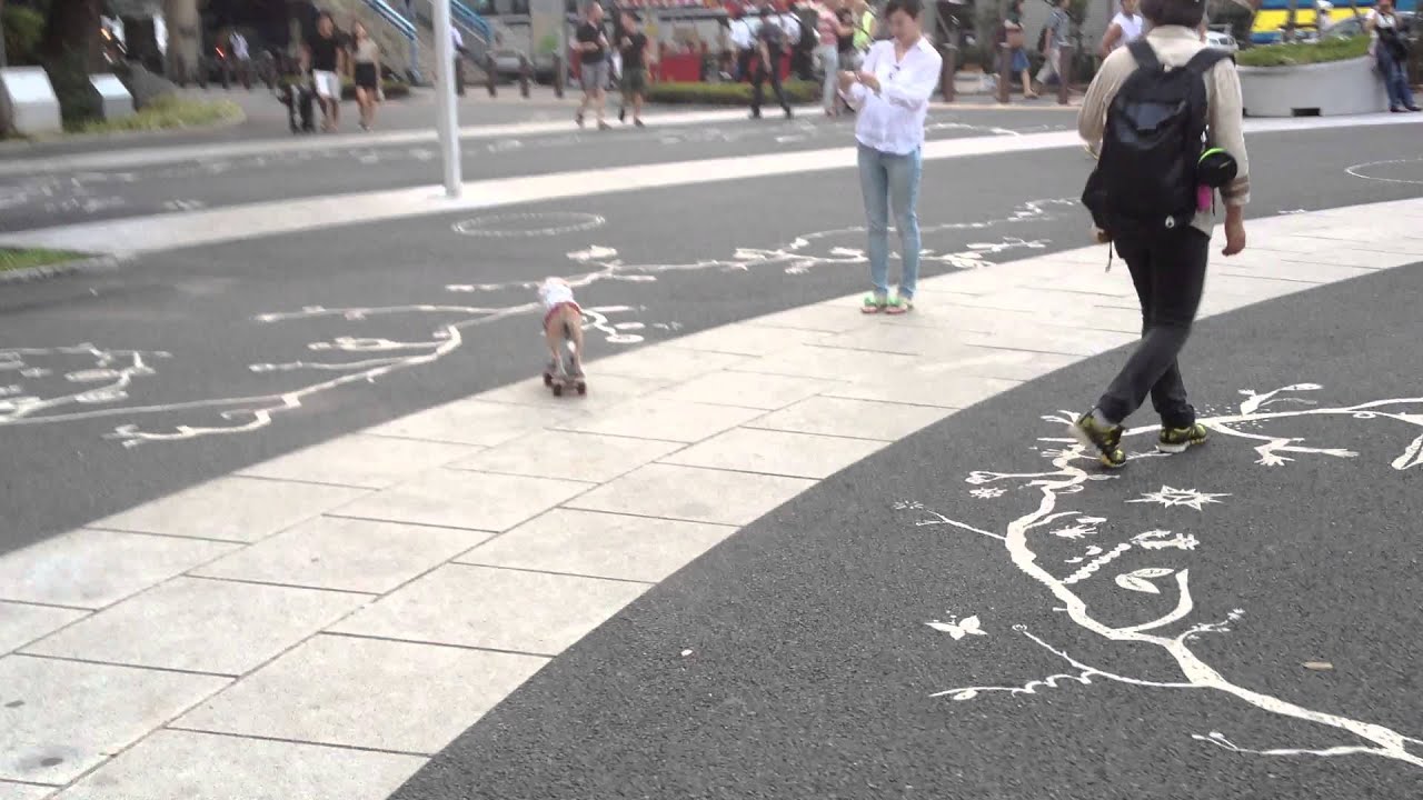 スケボーわんこ 代々木公園 Youtube