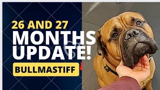Living With A Bullmastiff (27 Months Old)