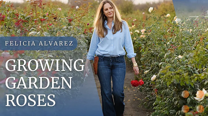 Growing Garden Roses with Felicia Alvarez of Menag...
