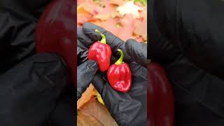 Перец Habanero Red Dominica