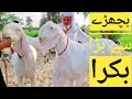 Bakra hai ya bachada بچھڑے سے بڑا بکرا Mashallah bahut bada janwar 03410341995