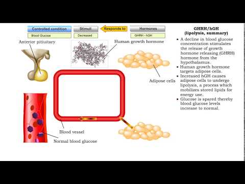Video: Care hormon stimulează glicogeneza?