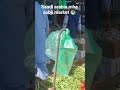 saudi arabia mha sabji market 🥗#trending #trendingshorts #video #explore #explorepage #viralshorts