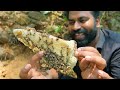 Dangerous Bee Hive Exploration Adventure | തേനീച്ച മടയിൽ വിരുന്നിന് പോയപ്പോൾ | M4 Tech | Mp3 Song