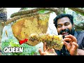 Dangerous Bee Hive Exploration Adventure | തേനീച്ച മടയിൽ വിരുന്നിന് പോയപ്പോൾ | M4 Tech | image